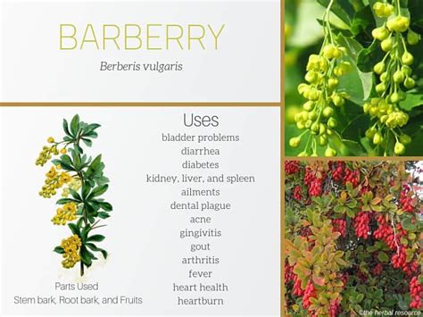 burberry shrub|barberry benefits and side effects.